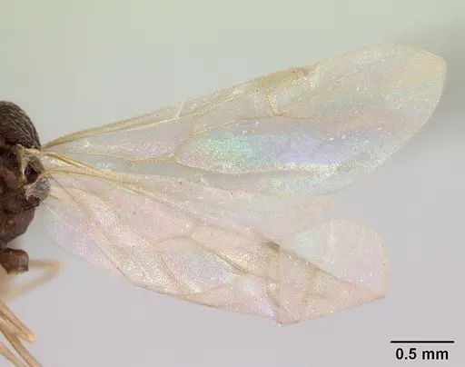 Kalathomyrmex emeryi - CASENT0178536