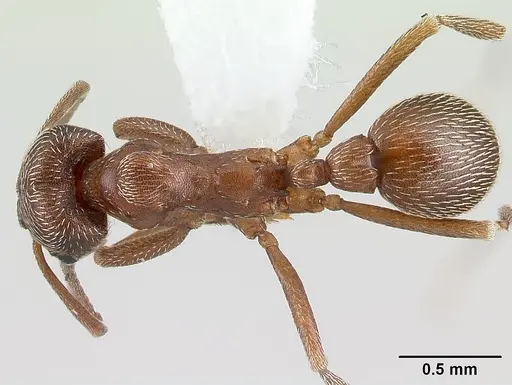 Kalathomyrmex emeryi - CASENT0179595
