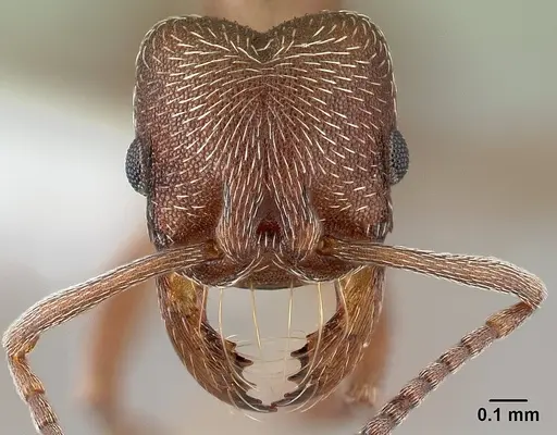 Kalathomyrmex emeryi - CASENT0179595