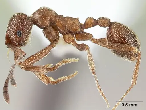 Kalathomyrmex emeryi - CASENT0179595