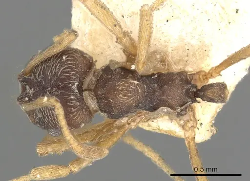 Kalathomyrmex emeryi - CASENT0901683