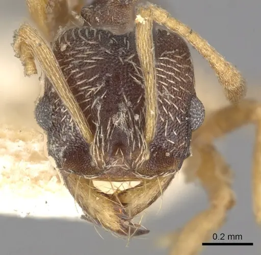 Kalathomyrmex emeryi - CASENT0901683