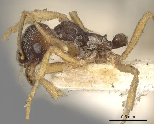 Kalathomyrmex emeryi - CASENT0901683