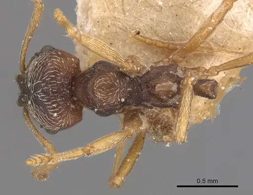 Kalathomyrmex emeryi - CASENT0904984