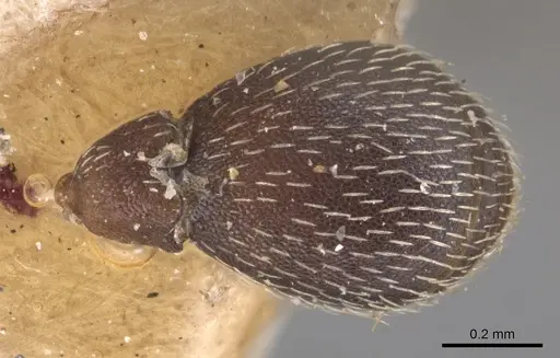 Kalathomyrmex emeryi - CASENT0904984