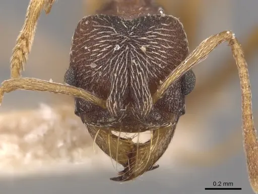 Kalathomyrmex emeryi - CASENT0904984