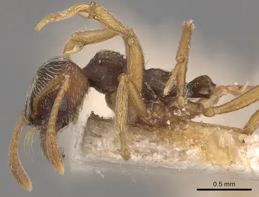 Kalathomyrmex emeryi - CASENT0904984