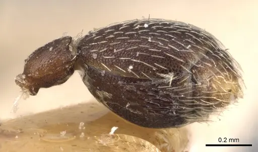 Kalathomyrmex emeryi - CASENT0904984