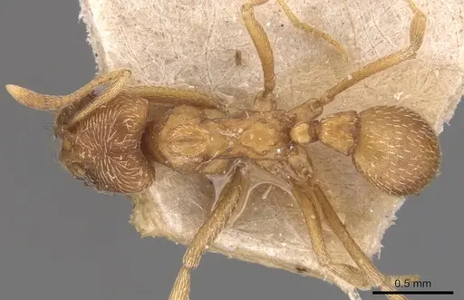 Kalathomyrmex emeryi - CASENT0904985