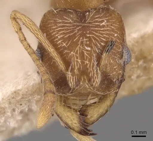 Kalathomyrmex emeryi - CASENT0904985