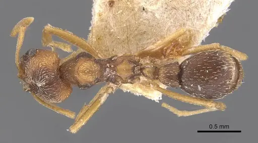 Kalathomyrmex emeryi - CASENT0909386
