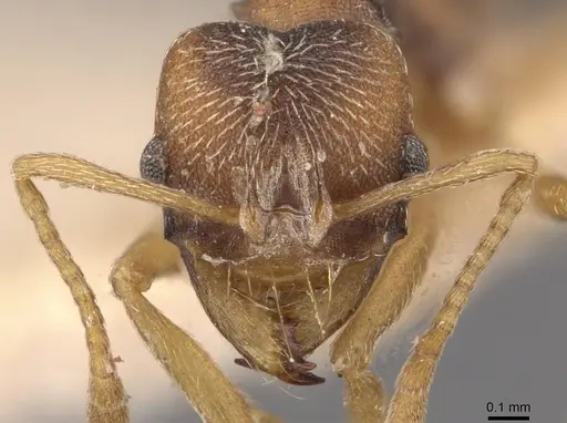 Kalathomyrmex emeryi - CASENT0909386