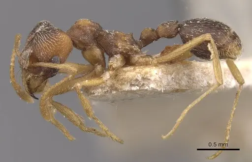 Kalathomyrmex emeryi - CASENT0909386