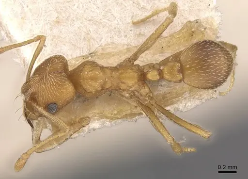 Kalathomyrmex emeryi - CASENT0909387