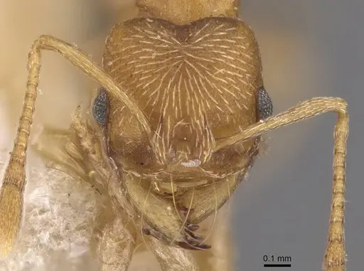 Kalathomyrmex emeryi - CASENT0909387