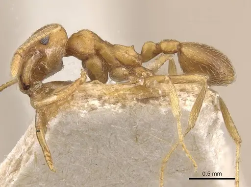 Kalathomyrmex emeryi - CASENT0909387