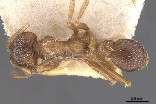 Kalathomyrmex emeryi - CASENT0909388