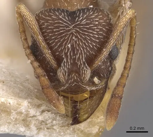 Kalathomyrmex emeryi - CASENT0909388