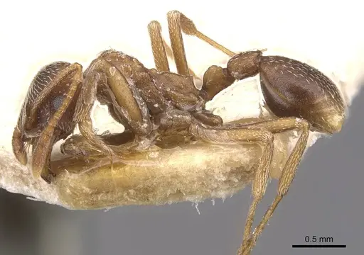 Kalathomyrmex emeryi - CASENT0909388