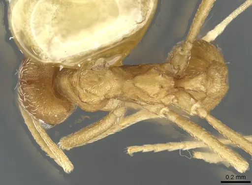 Kalathomyrmex emeryi - CASENT0911201