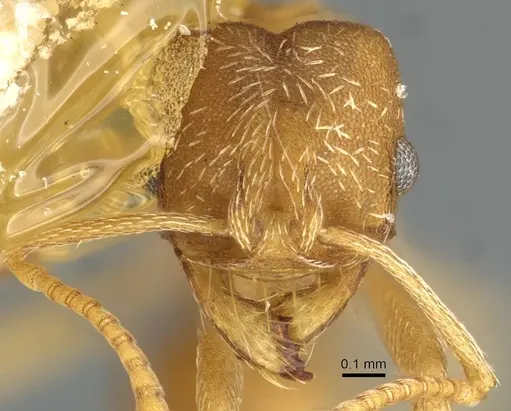 Kalathomyrmex emeryi - CASENT0911201