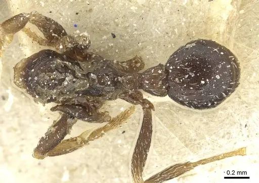 Kalathomyrmex emeryi - CASENT0912507