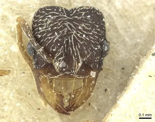 Kalathomyrmex emeryi - CASENT0912507