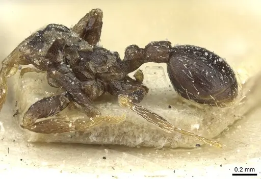 Kalathomyrmex emeryi - CASENT0912507