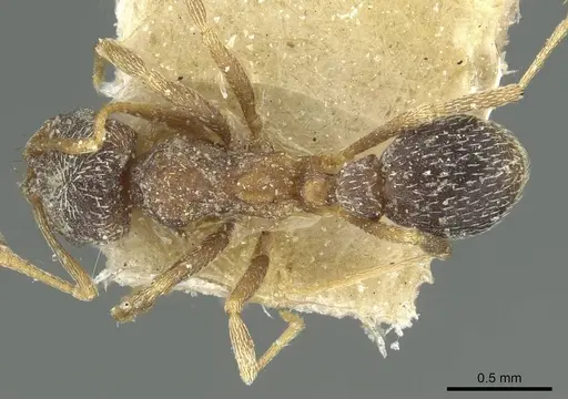 Kalathomyrmex emeryi - CASENT0912508