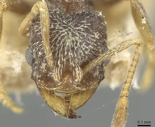 Kalathomyrmex emeryi - CASENT0912508