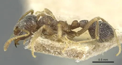 Kalathomyrmex emeryi - CASENT0912508