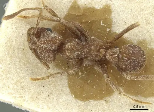 Kalathomyrmex emeryi - CASENT0912509
