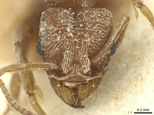 Kalathomyrmex emeryi - CASENT0912509