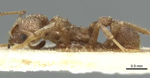Kalathomyrmex emeryi - CASENT0912509
