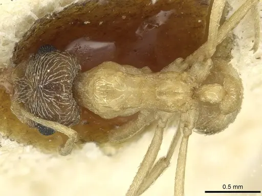 Kalathomyrmex emeryi - CASENT0912510