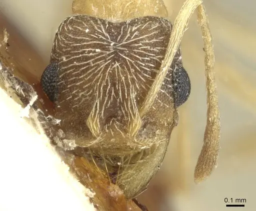 Kalathomyrmex emeryi - CASENT0912510