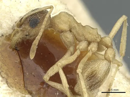 Kalathomyrmex emeryi - CASENT0912510