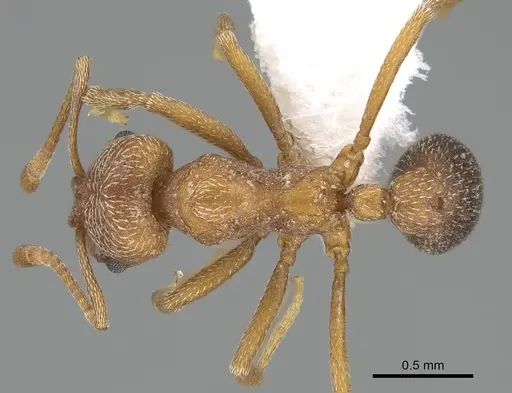 Kalathomyrmex emeryi - CASENT0922146