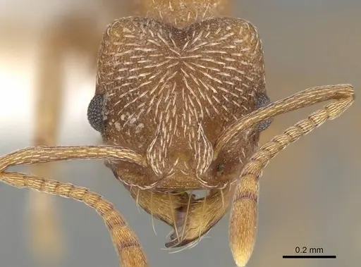 Kalathomyrmex emeryi - CASENT0922146