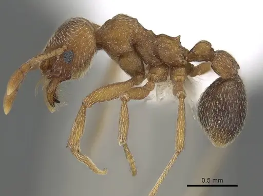 Kalathomyrmex emeryi - CASENT0922146