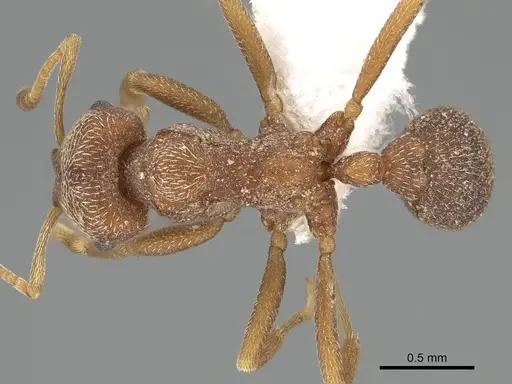 Kalathomyrmex emeryi - CASENT0922147