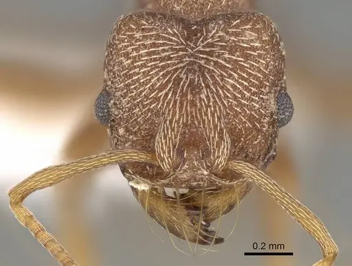 Kalathomyrmex emeryi - CASENT0922147