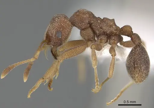 Kalathomyrmex emeryi - CASENT0922147