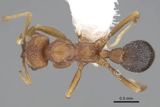 Kalathomyrmex emeryi - CASENT0922148