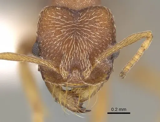 Kalathomyrmex emeryi - CASENT0922148