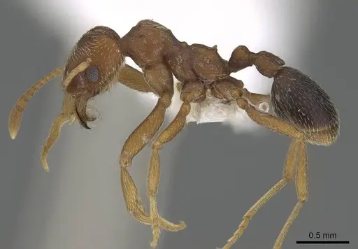 Kalathomyrmex emeryi - CASENT0922148