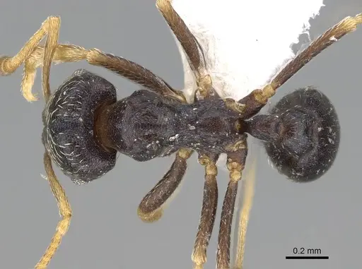 Kalathomyrmex emeryi - CASENT0922149