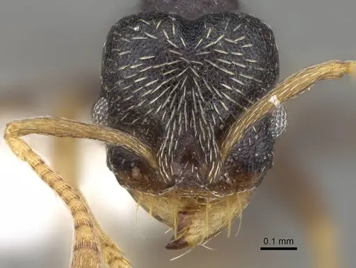 Kalathomyrmex emeryi - CASENT0922149