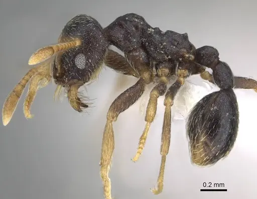 Kalathomyrmex emeryi - CASENT0922149