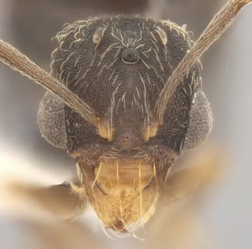 Kalathomyrmex emeryi - DZUP557320